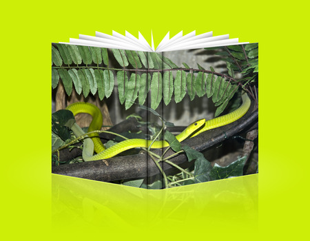 book of snake coiled on a branch in safari parkの写真素材