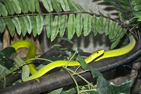 snake coiled on a branch in safari park