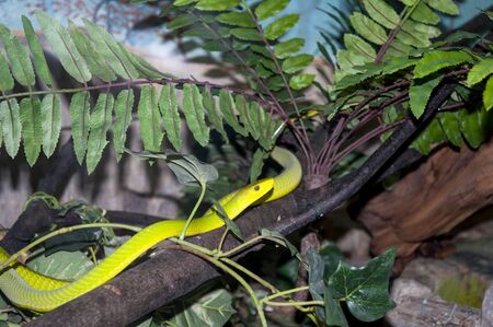 snake coiled on a branch in safari parkの写真素材