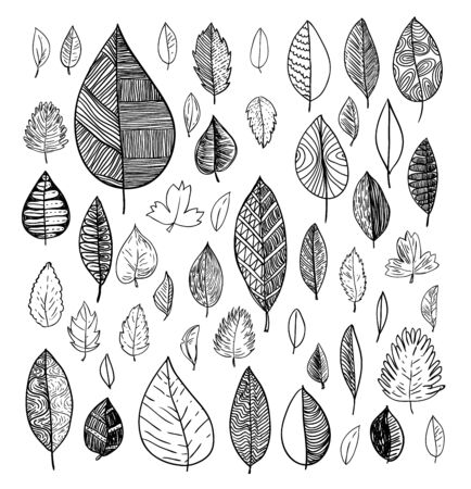 leaves doodles set. Vector hand drawn  illustrationのイラスト素材