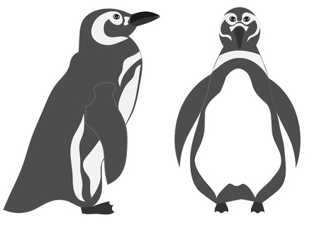 Penguin illustrationのイラスト素材
