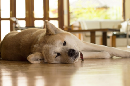 Akita dog laying down on the floor of the living room blurred.の写真素材