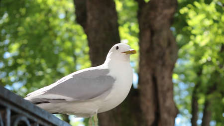 Pigeon in the park