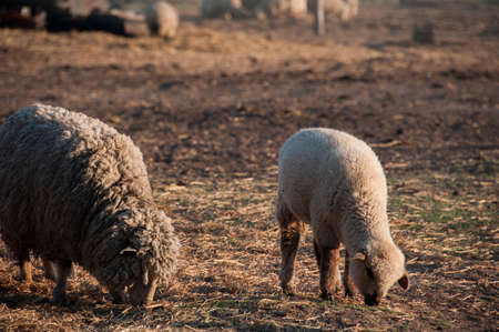 Sheep and lamb grazing in field penの写真素材