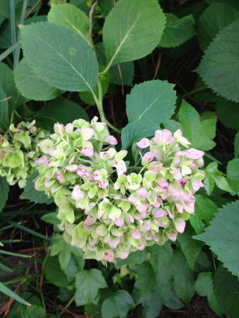 Hydrangea shaped like a heart.