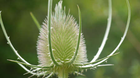 thistle in the mountainsの写真素材