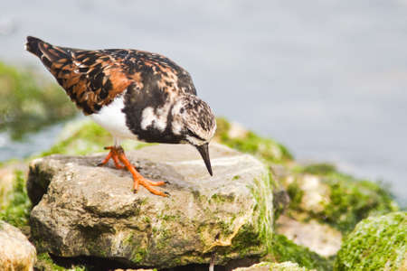 arenariaの写真素材