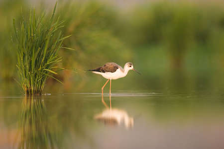 himantopusの写真素材