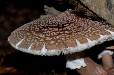 Fungiの写真素材