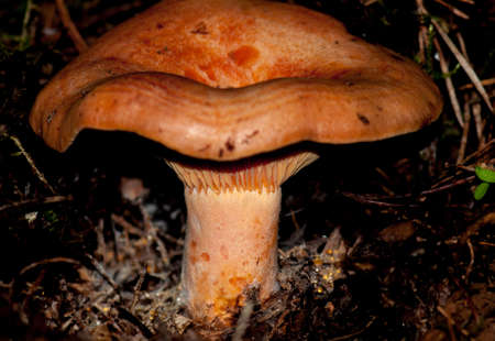 Fungiの写真素材