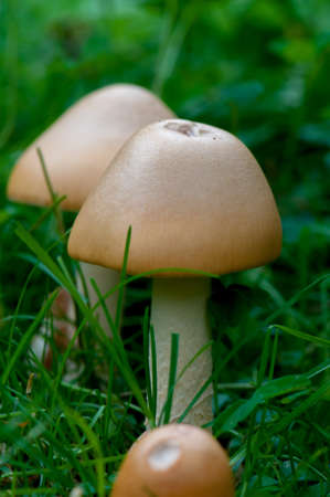 Fungiの写真素材