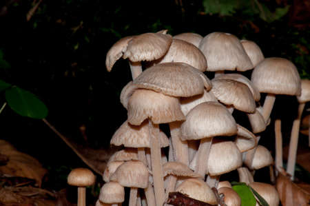 Fungiの写真素材