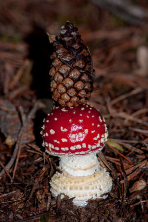 Fungiの写真素材