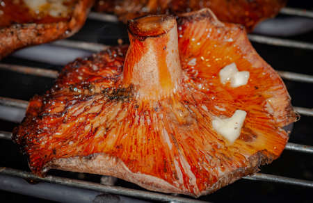 Fungi rovelloの写真素材