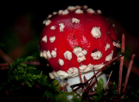 Fungiの写真素材