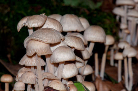 Fungiの写真素材