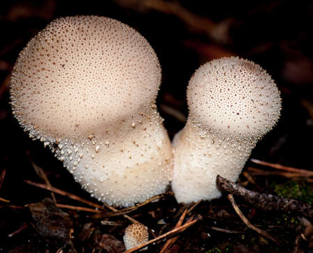Fungiの写真素材