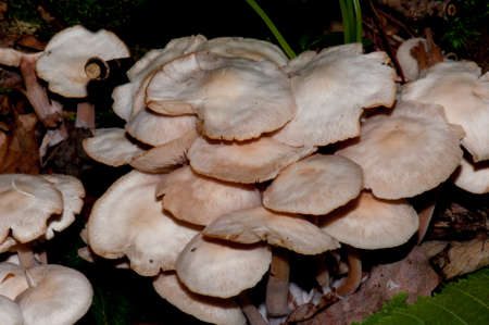Fungiの写真素材