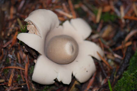 Fungiの写真素材
