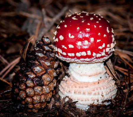 Fungiの写真素材