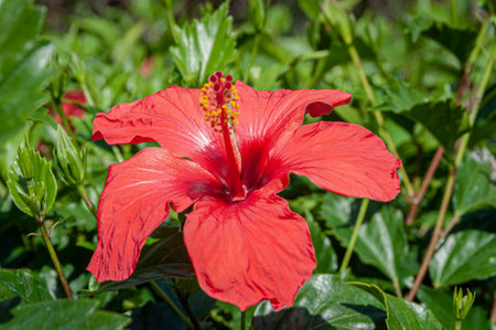Beauty Flower from nature in springの写真素材