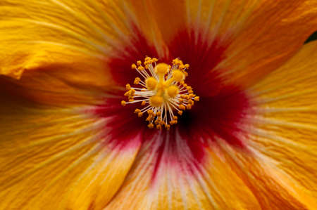Beauty Flower from nature in spring