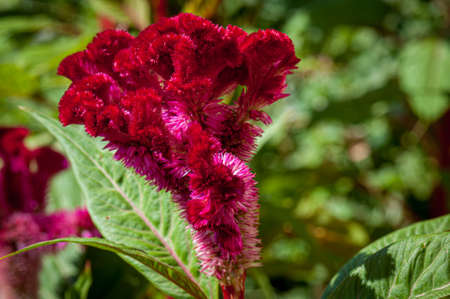 Flower at nature in spring timeの写真素材