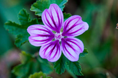 Flower in nature at springの写真素材