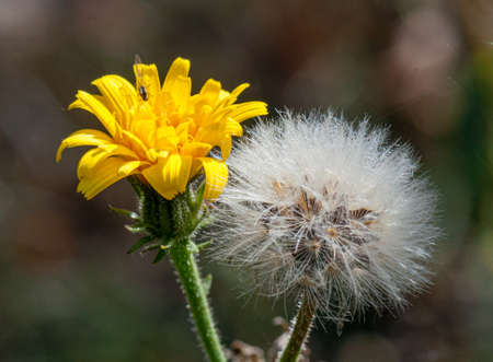 Flower in nature at spring