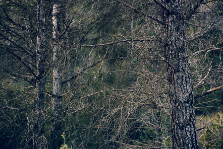 birch tree branches in forest in autumn - retro vintage effect, dry forest with many pine trees and...
