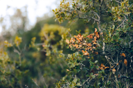 Close up of a bush with yellow leaves in the autumn season.