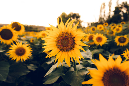Sunflower field at sunset. Sunflower blooming in the field.の写真素材