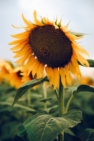 Sunflower in the field. Close-up. Select focus.の写真素材