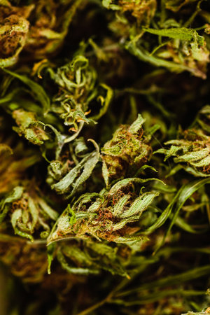 Close up of marijuana buds. Macro shot with shallow depth of field.の写真素材