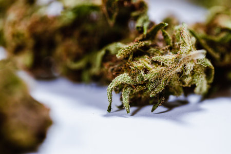 Cannabis buds on a white background. Close-up.の写真素材