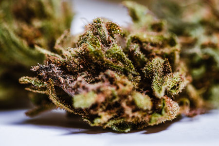 Cannabis buds on white background. Macro shot of cannabis buds.
