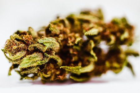 Cannabis buds isolated on a white background. Macro shot.の写真素材