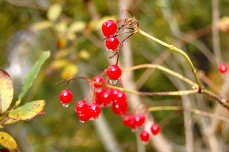 Fresh red currant on the treeの写真素材