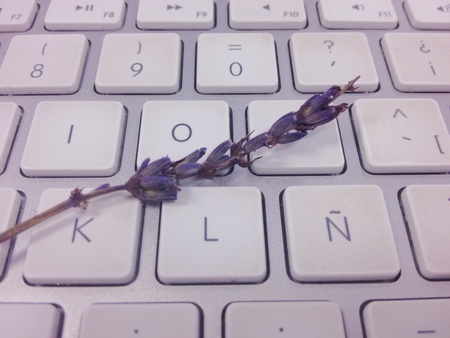 A dry Lavanda on a white keyboard の素材