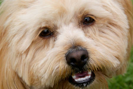 Cute dogの写真素材