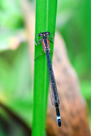 Blue-tailed Damselfly Femaleの写真素材