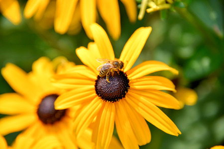 Bee on Black eyed susan flowerの写真素材