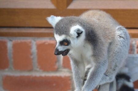Ring Tailed lemur startled
