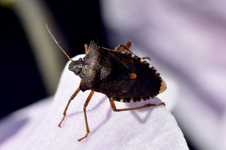 Forest Shield bug on pink orchid petal