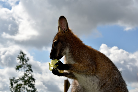 Bennetts Wallaby Eatingの写真素材