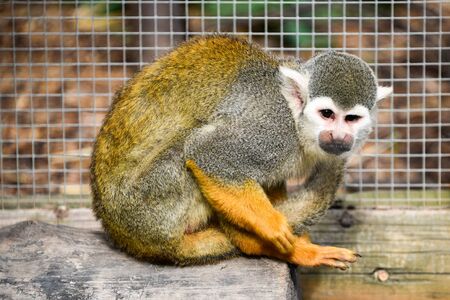 Spider Monkey giving funny look