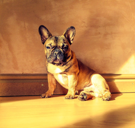 Rustic French Bulldog Pure Breedの写真素材