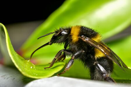 Bumble Bee Drinking waterの写真素材
