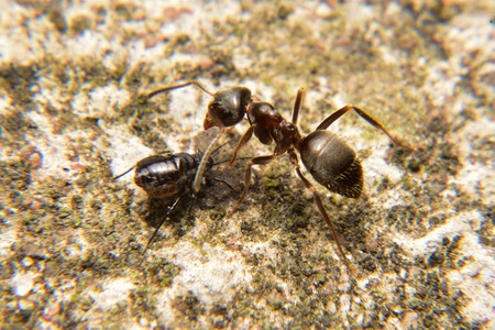 Ant Attacking a betteleの写真素材
