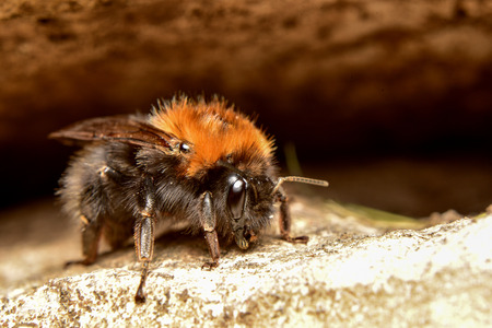 Bumble Bee coming out of caveの写真素材
